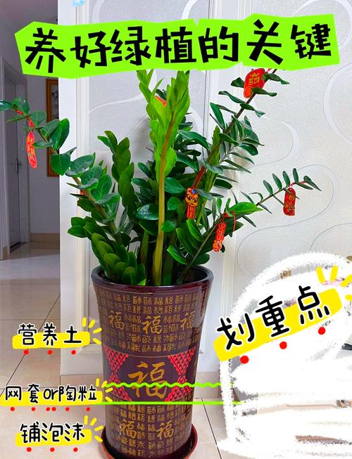 金钱树浇什么水好，金钱树浇什么肥长又上粗又壮？