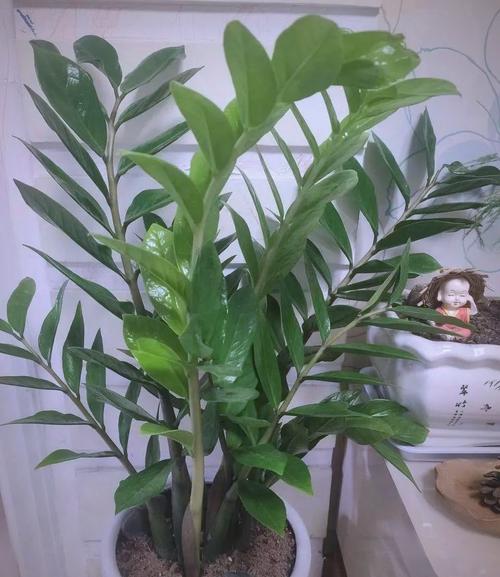 金钱树浇什么水好,金钱树浇什么肥长又上粗又壮?-第2张图片-优品飞百科 金钱树浇什么水好,金钱树浇什么肥长又上粗又壮?-第2张图片-优品飞百科