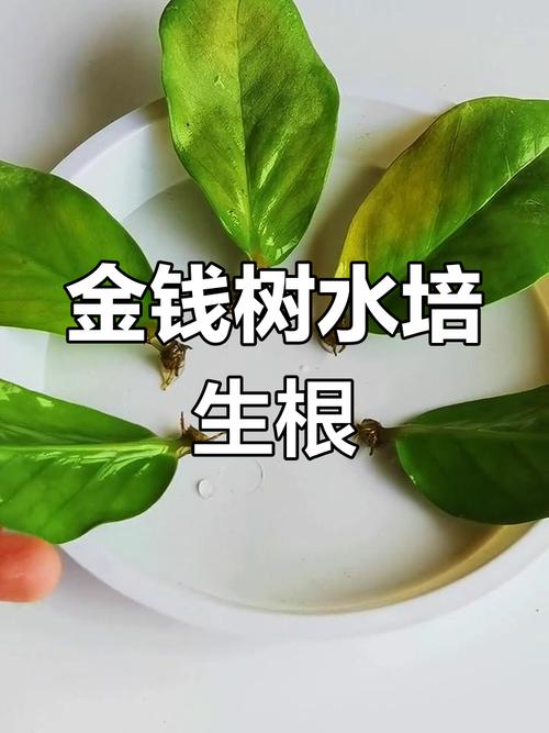 金钱树浇什么水好,金钱树浇什么肥长又上粗又壮?-第3张图片-优品飞百科 金钱树浇什么水好,金钱树浇什么肥长又上粗又壮?-第3张图片-优品飞百科