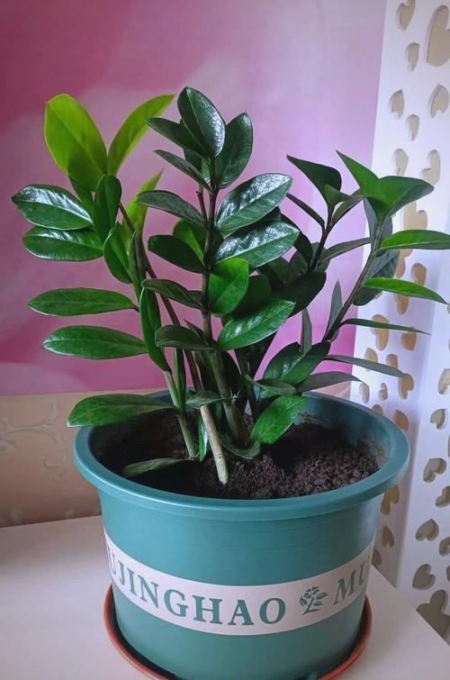 金钱树浇什么水好,金钱树浇什么肥长又上粗又壮?-第4张图片-优品飞百科 金钱树浇什么水好,金钱树浇什么肥长又上粗又壮?-第4张图片-优品飞百科