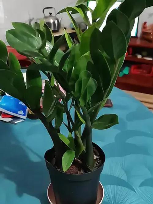 金钱树浇什么水好,金钱树浇什么肥长又上粗又壮?-第6张图片-优品飞百科 金钱树浇什么水好,金钱树浇什么肥长又上粗又壮?-第6张图片-优品飞百科