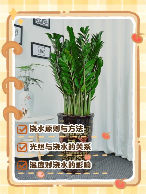 金钱树浇什么水好,金钱树浇什么肥长又上粗又壮?-第7张图片-优品飞百科 金钱树浇什么水好,金钱树浇什么肥长又上粗又壮?-第7张图片-优品飞百科