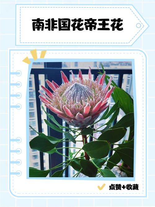 帝王花种子怎么种，帝王花种子怎么种的-第4张图片-优品飞百科