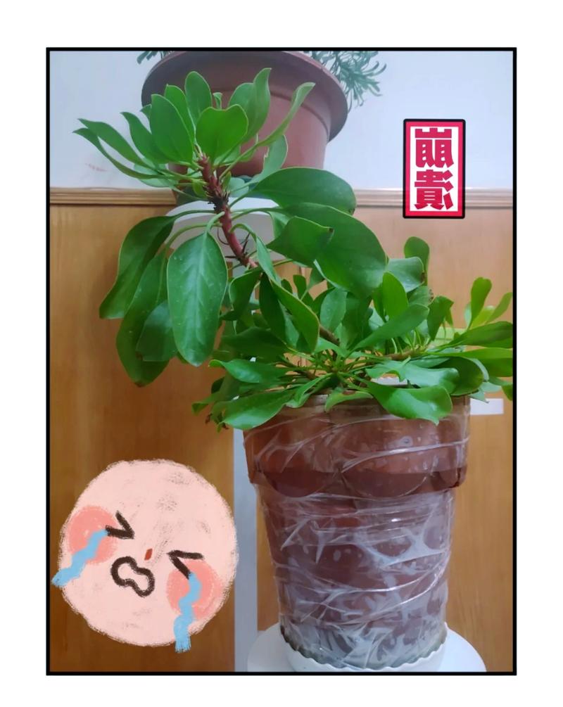 帝王花种子怎么种，帝王花种子怎么种的-第5张图片-优品飞百科