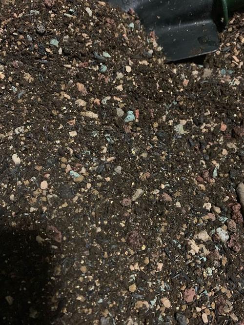 帝王花种子怎么种，帝王花种子怎么种的-第6张图片-优品飞百科