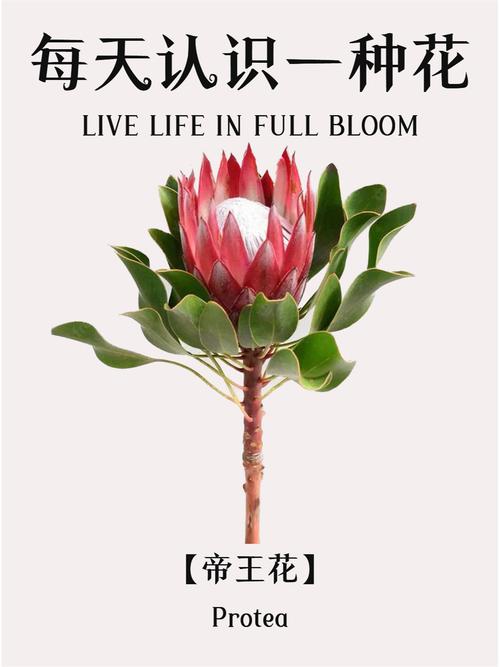 帝王花种子怎么种，帝王花种子怎么种的-第7张图片-优品飞百科