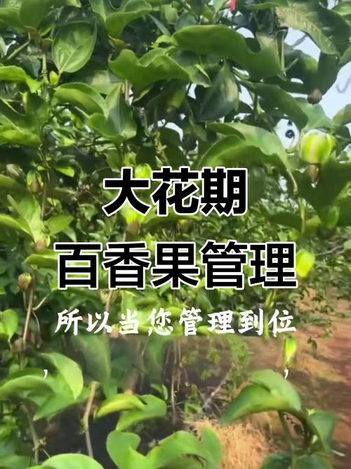 百香果施什么肥挂果多，百香果施什么肥挂果多又大？