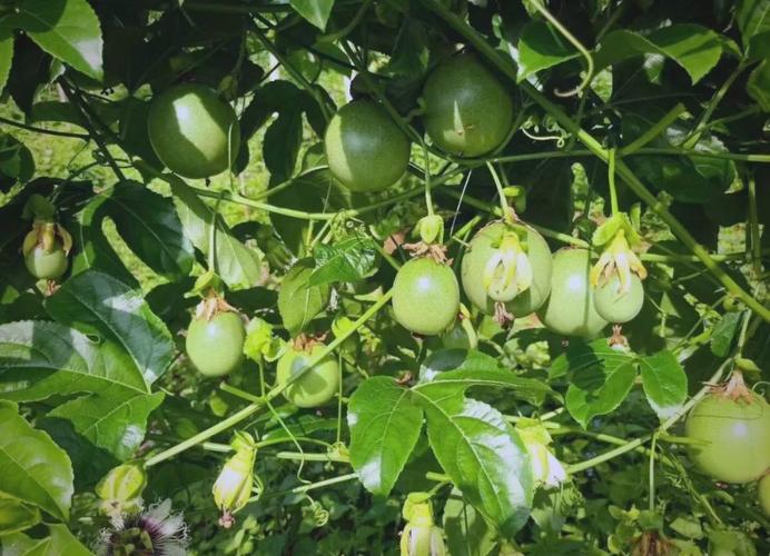 百香果施什么肥挂果多，百香果施什么肥挂果多又大？-第2张图片-优品飞百科