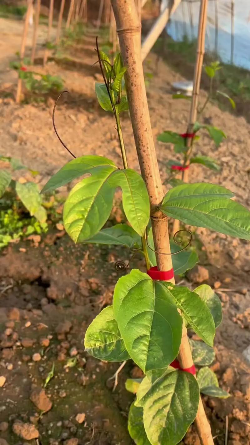 百香果施什么肥挂果多，百香果施什么肥挂果多又大？-第3张图片-优品飞百科