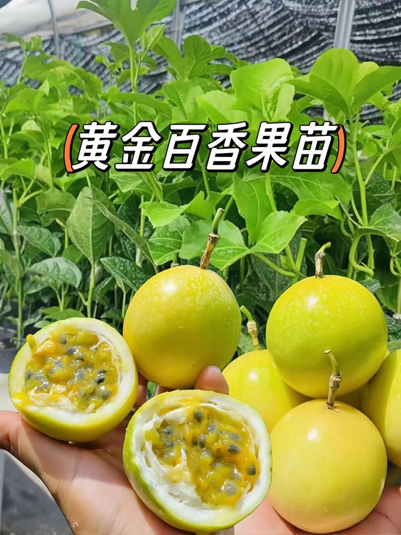 百香果施什么肥挂果多，百香果施什么肥挂果多又大？-第4张图片-优品飞百科