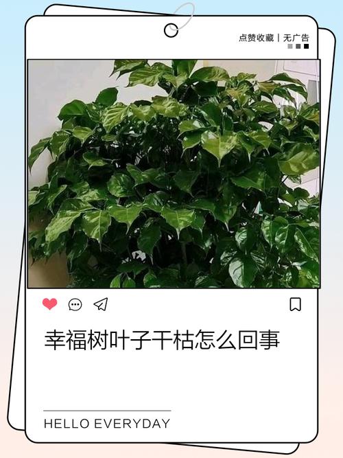 幸福树叶子下垂发蔫怎么办，幸福树叶子下垂发蔫及时补救方法？