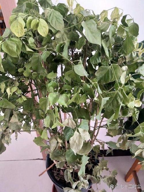 幸福树叶子下垂发蔫怎么办，幸福树叶子下垂发蔫及时补救方法？-第3张图片-优品飞百科