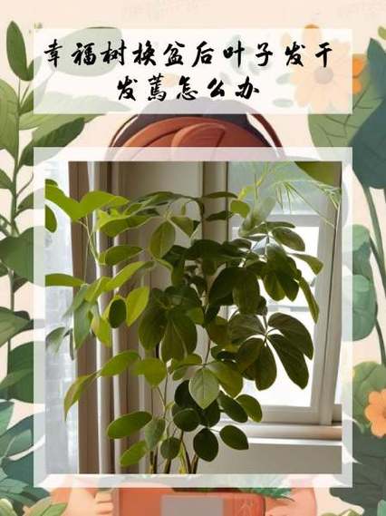 幸福树叶子下垂发蔫怎么办，幸福树叶子下垂发蔫及时补救方法？-第4张图片-优品飞百科