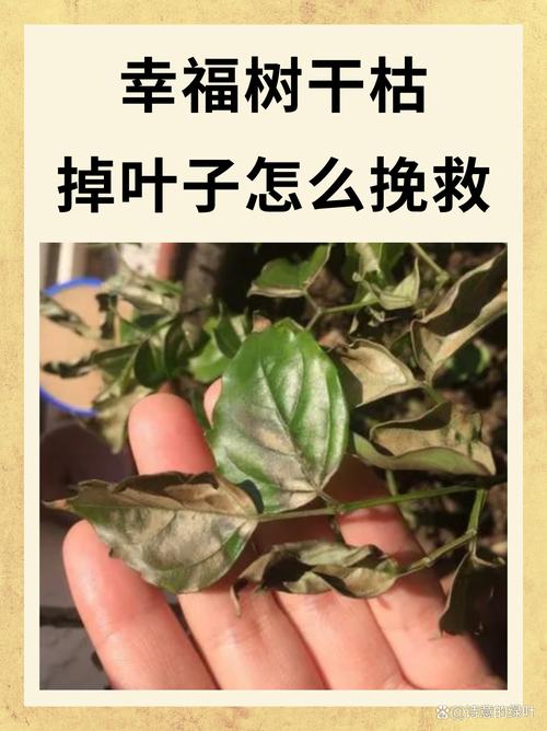 幸福树叶子下垂发蔫怎么办，幸福树叶子下垂发蔫及时补救方法？-第5张图片-优品飞百科