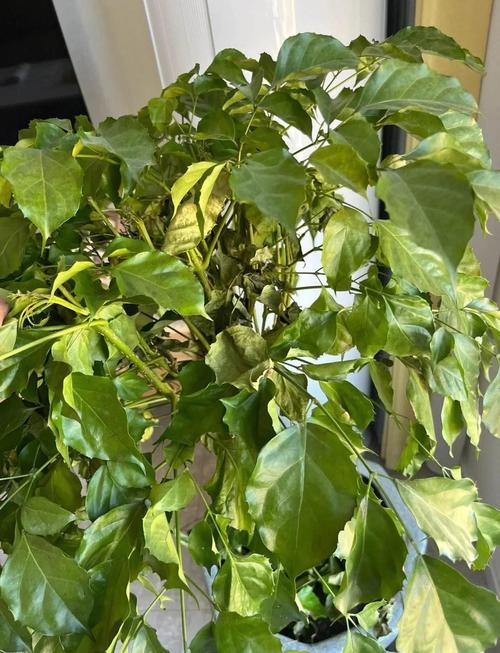 幸福树叶子下垂发蔫怎么办，幸福树叶子下垂发蔫及时补救方法？-第6张图片-优品飞百科