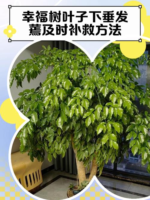 幸福树叶子下垂发蔫怎么办，幸福树叶子下垂发蔫及时补救方法？-第7张图片-优品飞百科