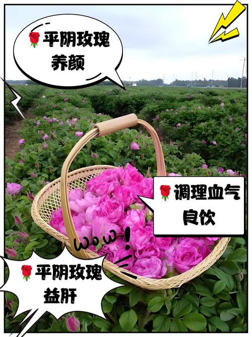 平阴玫瑰的养殖方法,平阴玫瑰盆栽好养吗?-第3张图片-优品飞百科 平阴玫瑰的养殖方法,平阴玫瑰盆栽好养吗?-第3张图片-优品飞百科