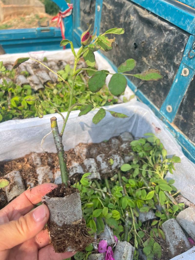 平阴玫瑰的养殖方法,平阴玫瑰盆栽好养吗?-第4张图片-优品飞百科 平阴玫瑰的养殖方法,平阴玫瑰盆栽好养吗?-第4张图片-优品飞百科