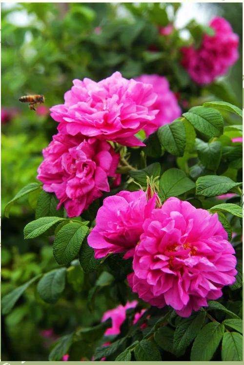 平阴玫瑰的养殖方法,平阴玫瑰盆栽好养吗?-第5张图片-优品飞百科 平阴玫瑰的养殖方法,平阴玫瑰盆栽好养吗?-第5张图片-优品飞百科