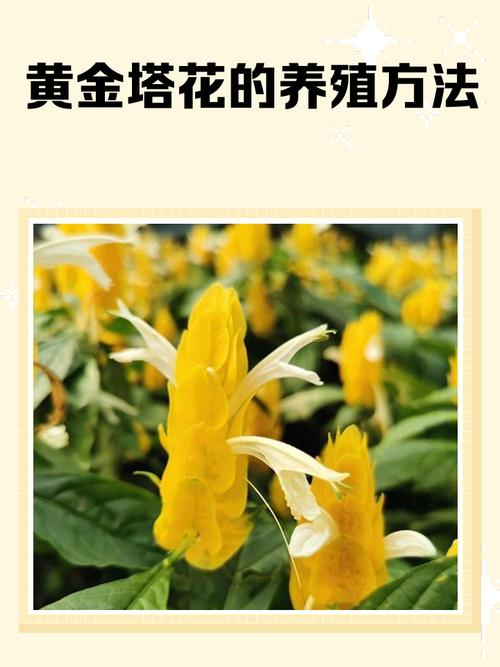 盆栽黄金宝塔花怎么养，黄金宝塔花怎样修剪开花多多？-第1张图片-优品飞百科