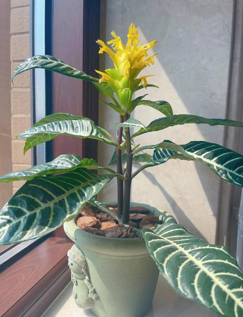 盆栽黄金宝塔花怎么养，黄金宝塔花怎样修剪开花多多？-第2张图片-优品飞百科