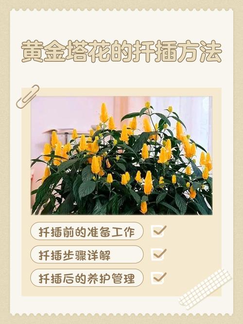 盆栽黄金宝塔花怎么养，黄金宝塔花怎样修剪开花多多？-第3张图片-优品飞百科