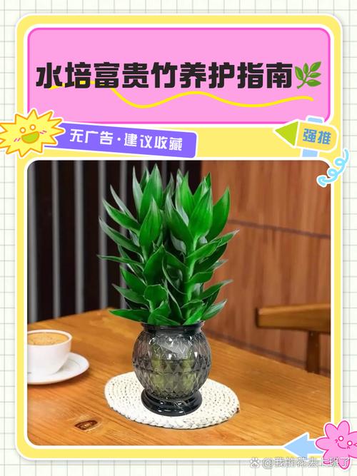 盆栽黄金宝塔花怎么养，黄金宝塔花怎样修剪开花多多？-第4张图片-优品飞百科