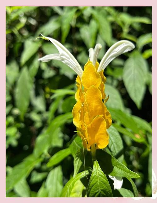 盆栽黄金宝塔花怎么养，黄金宝塔花怎样修剪开花多多？-第5张图片-优品飞百科