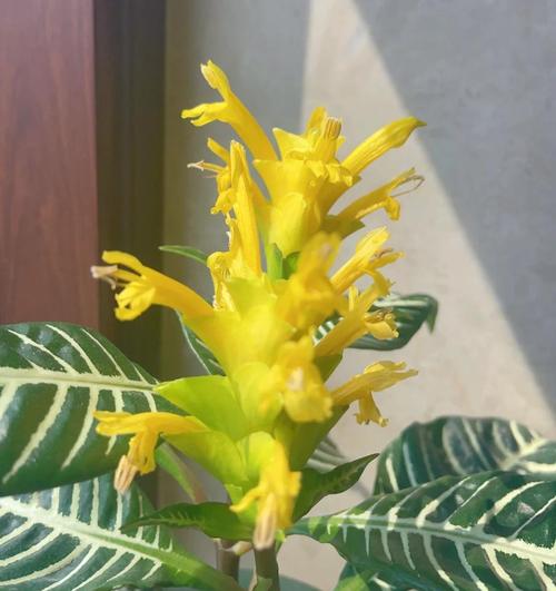 盆栽黄金宝塔花怎么养，黄金宝塔花怎样修剪开花多多？-第6张图片-优品飞百科