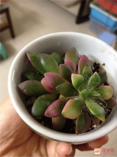 春梦殿锦掉叶子怎么办，春梦殿锦怎么修剪