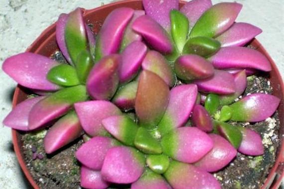 春梦殿锦掉叶子怎么办,春梦殿锦怎么修剪-第3张图片-优品飞百科 春梦殿锦掉叶子怎么办,春梦殿锦怎么修剪-第3张图片-优品飞百科