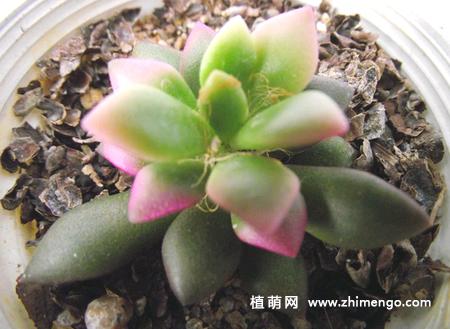 春梦殿锦掉叶子怎么办,春梦殿锦怎么修剪-第4张图片-优品飞百科 春梦殿锦掉叶子怎么办,春梦殿锦怎么修剪-第4张图片-优品飞百科