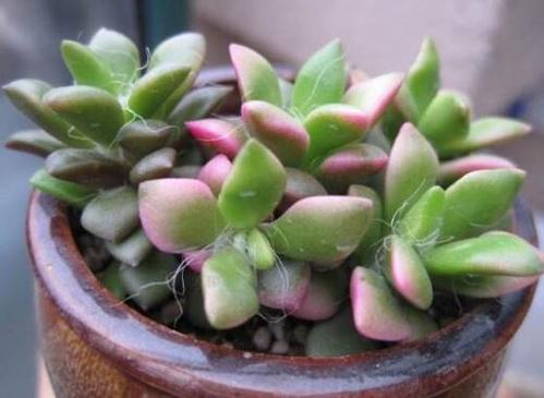 春梦殿锦掉叶子怎么办,春梦殿锦怎么修剪-第5张图片-优品飞百科 春梦殿锦掉叶子怎么办,春梦殿锦怎么修剪-第5张图片-优品飞百科