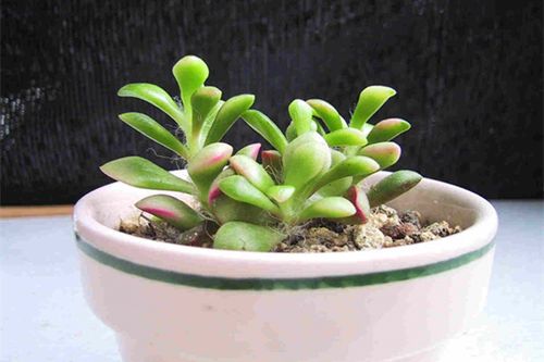 春梦殿锦掉叶子怎么办,春梦殿锦怎么修剪-第6张图片-优品飞百科 春梦殿锦掉叶子怎么办,春梦殿锦怎么修剪-第6张图片-优品飞百科