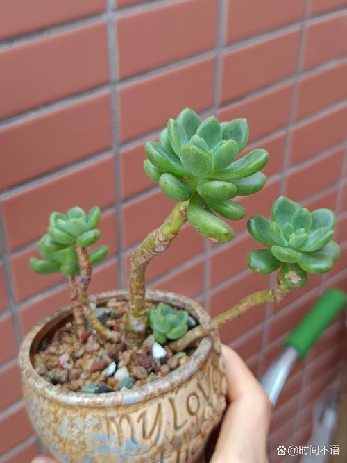 春梦殿锦掉叶子怎么办,春梦殿锦怎么修剪-第7张图片-优品飞百科 春梦殿锦掉叶子怎么办,春梦殿锦怎么修剪-第7张图片-优品飞百科