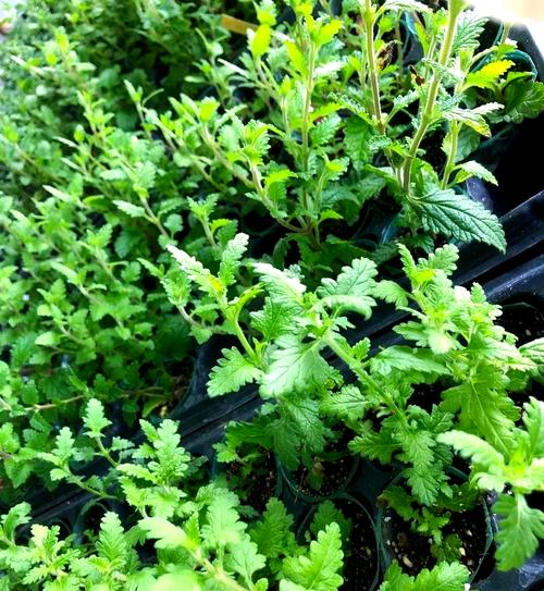 美女樱施什么肥，美女樱施肥可以施尿素吗