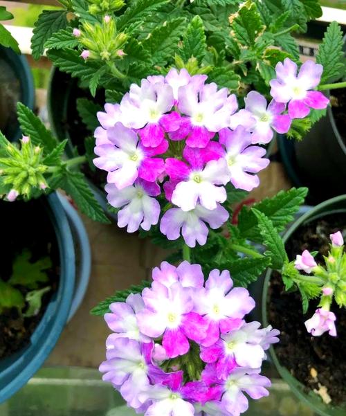 美女樱施什么肥，美女樱施肥可以施尿素吗-第3张图片-优品飞百科