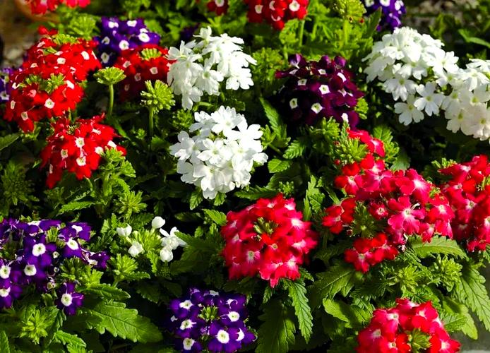 美女樱施什么肥，美女樱施肥可以施尿素吗-第5张图片-优品飞百科