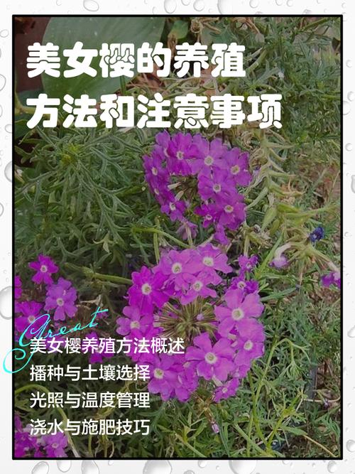 美女樱施什么肥，美女樱施肥可以施尿素吗-第6张图片-优品飞百科