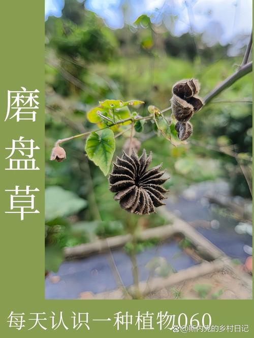 磨盘草的功效与作用，磨盘草的功效与作用及食用方法-第2张图片-优品飞百科