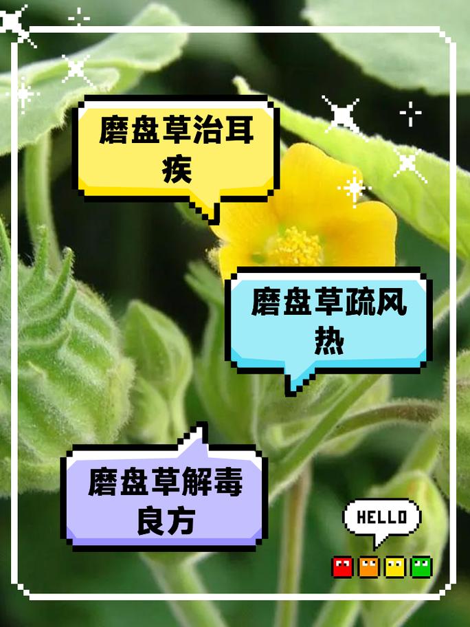 磨盘草的功效与作用，磨盘草的功效与作用及食用方法-第3张图片-优品飞百科