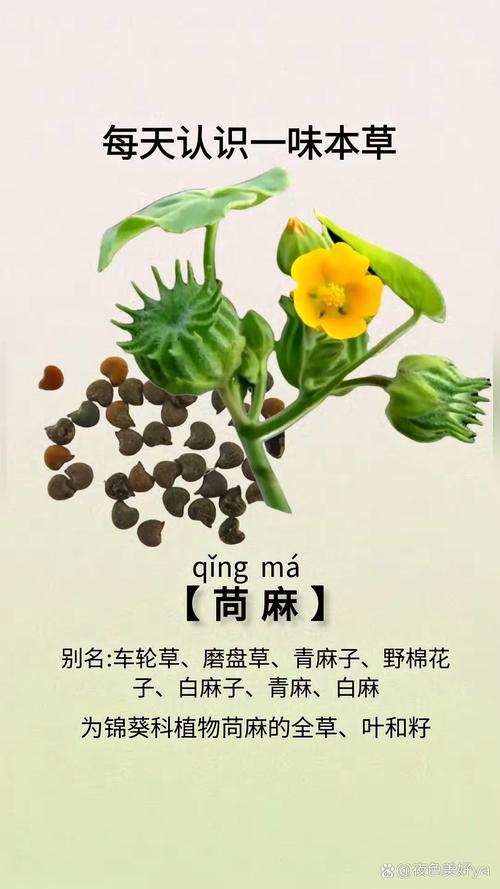 磨盘草的功效与作用，磨盘草的功效与作用及食用方法-第5张图片-优品飞百科