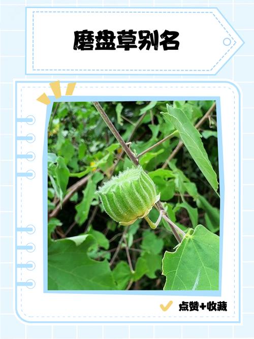 磨盘草的功效与作用，磨盘草的功效与作用及食用方法-第6张图片-优品飞百科