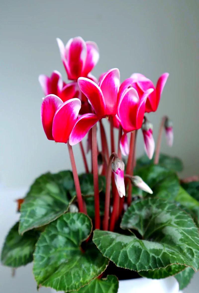 怎么辨别仙客来，怎么分辨原生仙客来？-第2张图片-优品飞百科