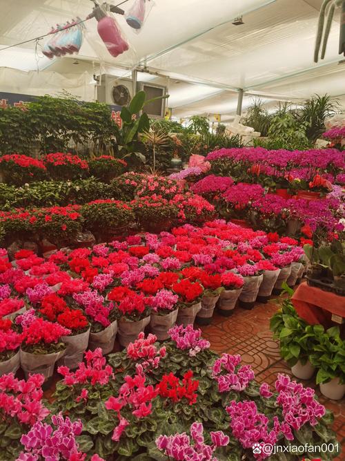 怎么辨别仙客来，怎么分辨原生仙客来？-第3张图片-优品飞百科