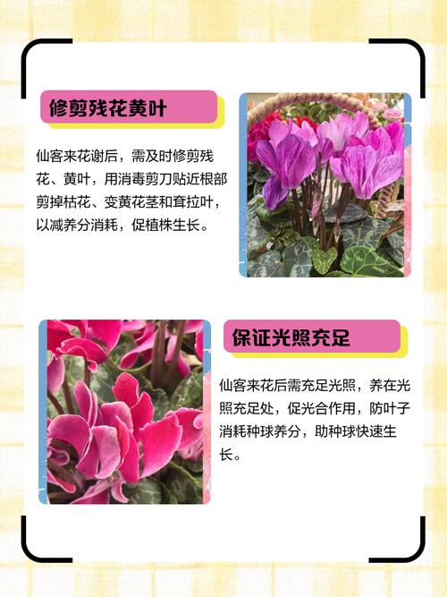 怎么辨别仙客来，怎么分辨原生仙客来？-第4张图片-优品飞百科