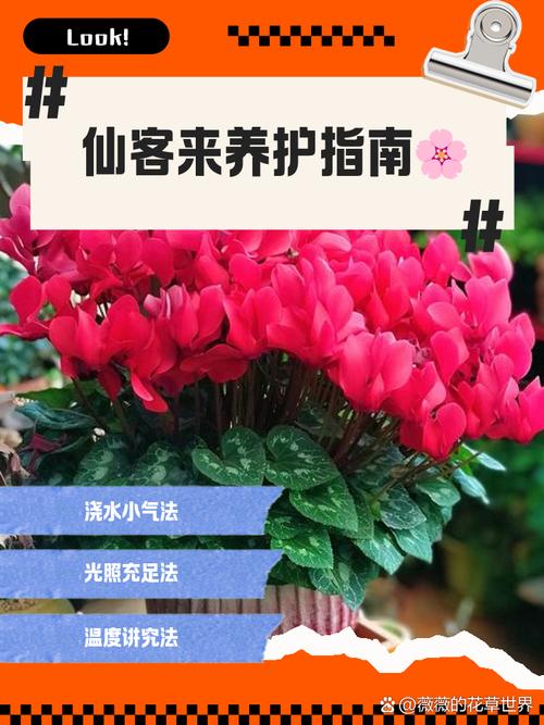 怎么辨别仙客来，怎么分辨原生仙客来？-第5张图片-优品飞百科