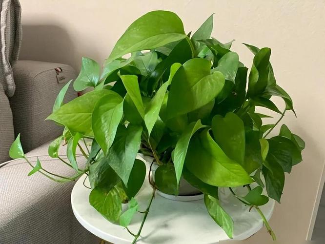 家里养盆它，吸毛絮更猛，甲醛全跑光！，家里养吸甲醛的花有哪些