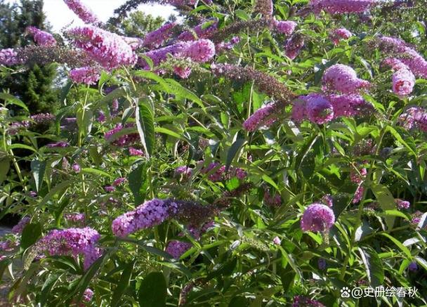 醉鱼草黄叶的原因和处理办法，醉鱼草黄叶的原因和处理办法图片？-第2张图片-优品飞百科