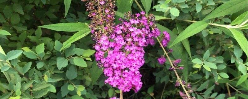 醉鱼草黄叶的原因和处理办法，醉鱼草黄叶的原因和处理办法图片？-第3张图片-优品飞百科